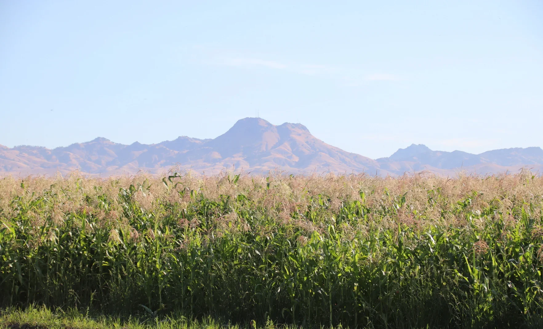 A tall green corn field under a blue sky with mountains behind