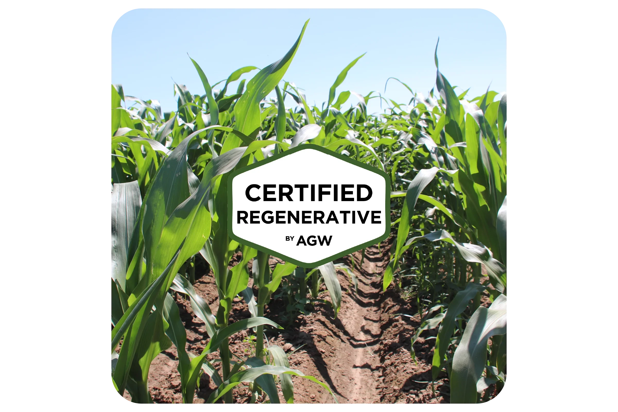 Certified Regenerative by AGW badge on a corn row