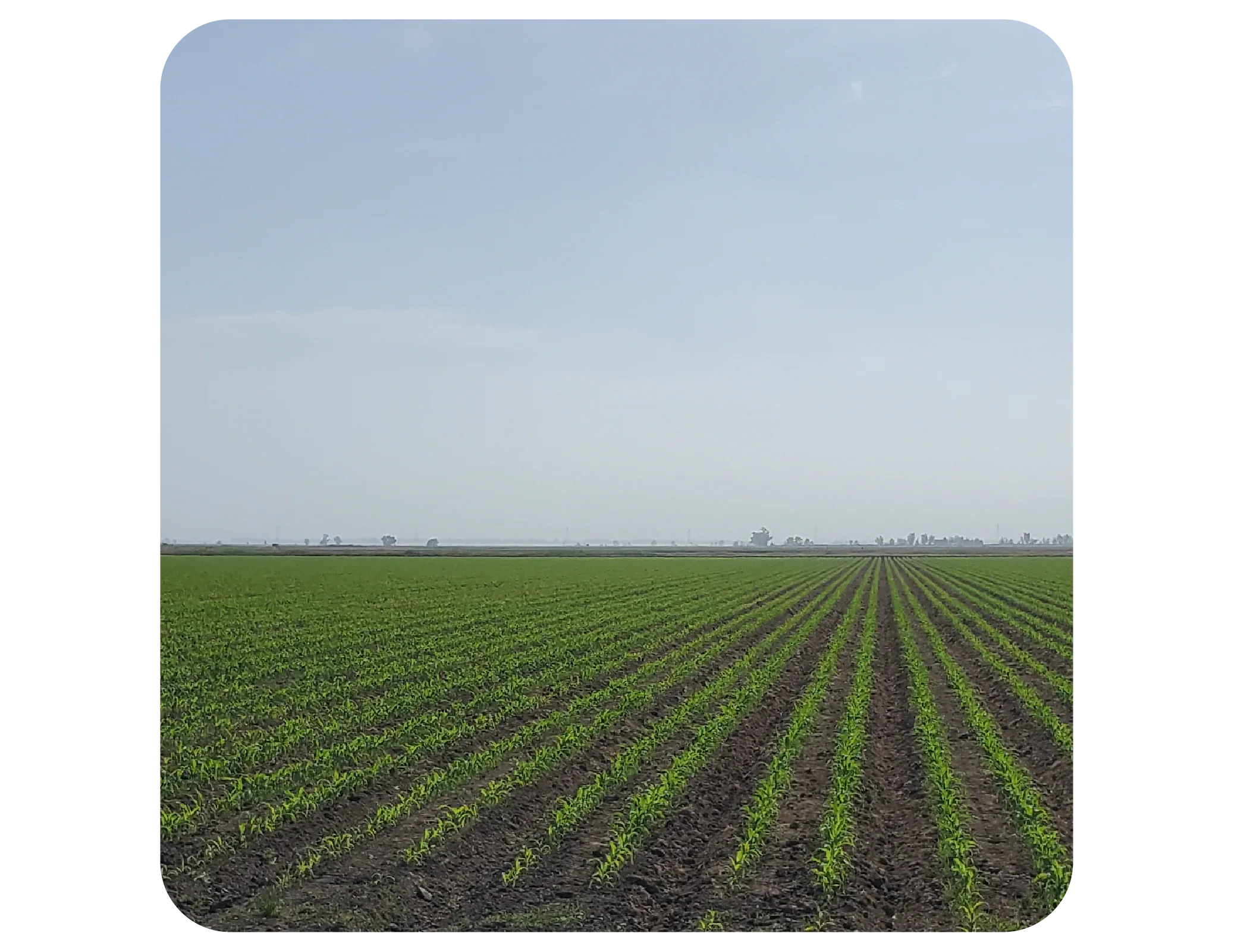 A tilled field with straight green rows