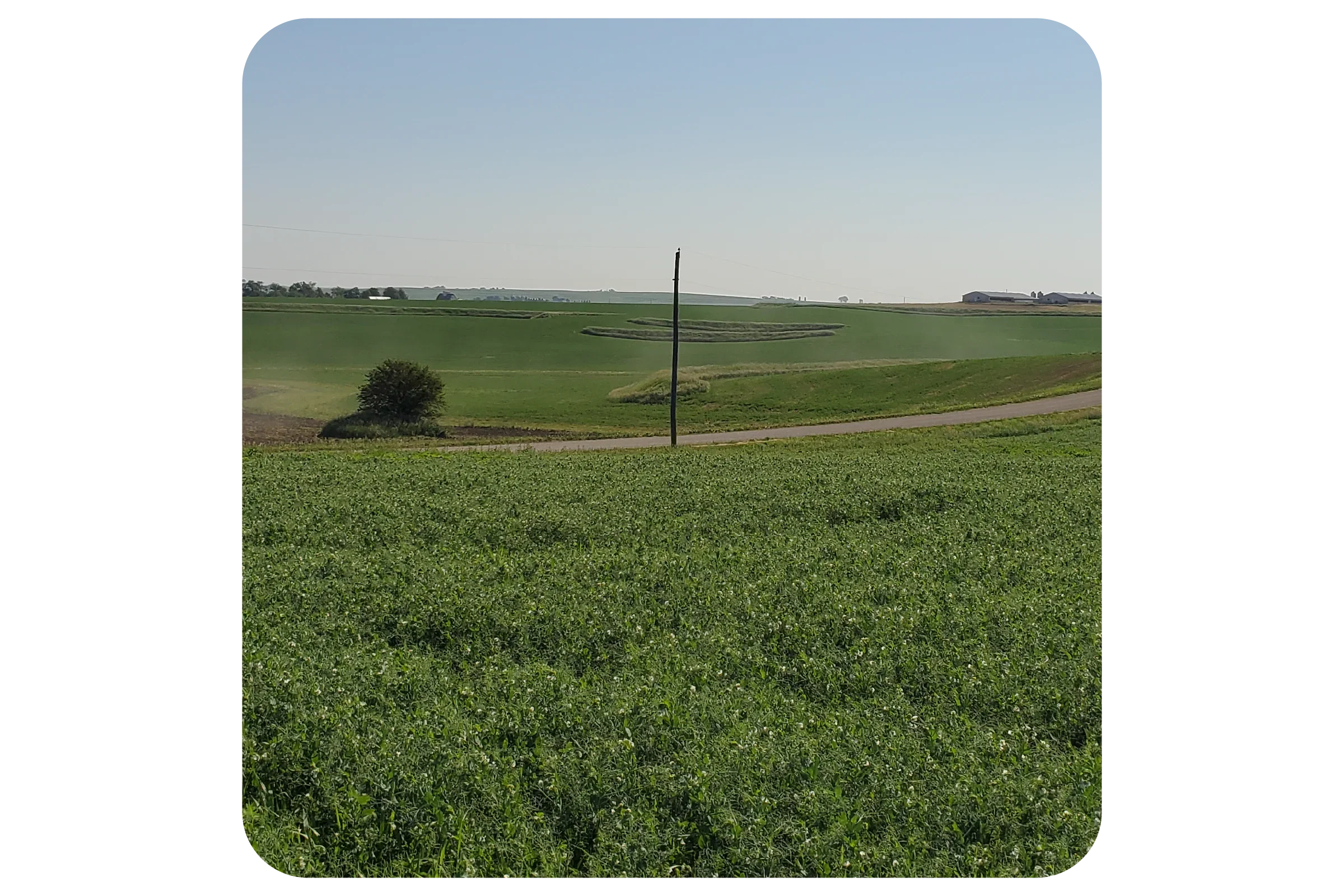 A field planted with green cover crops
