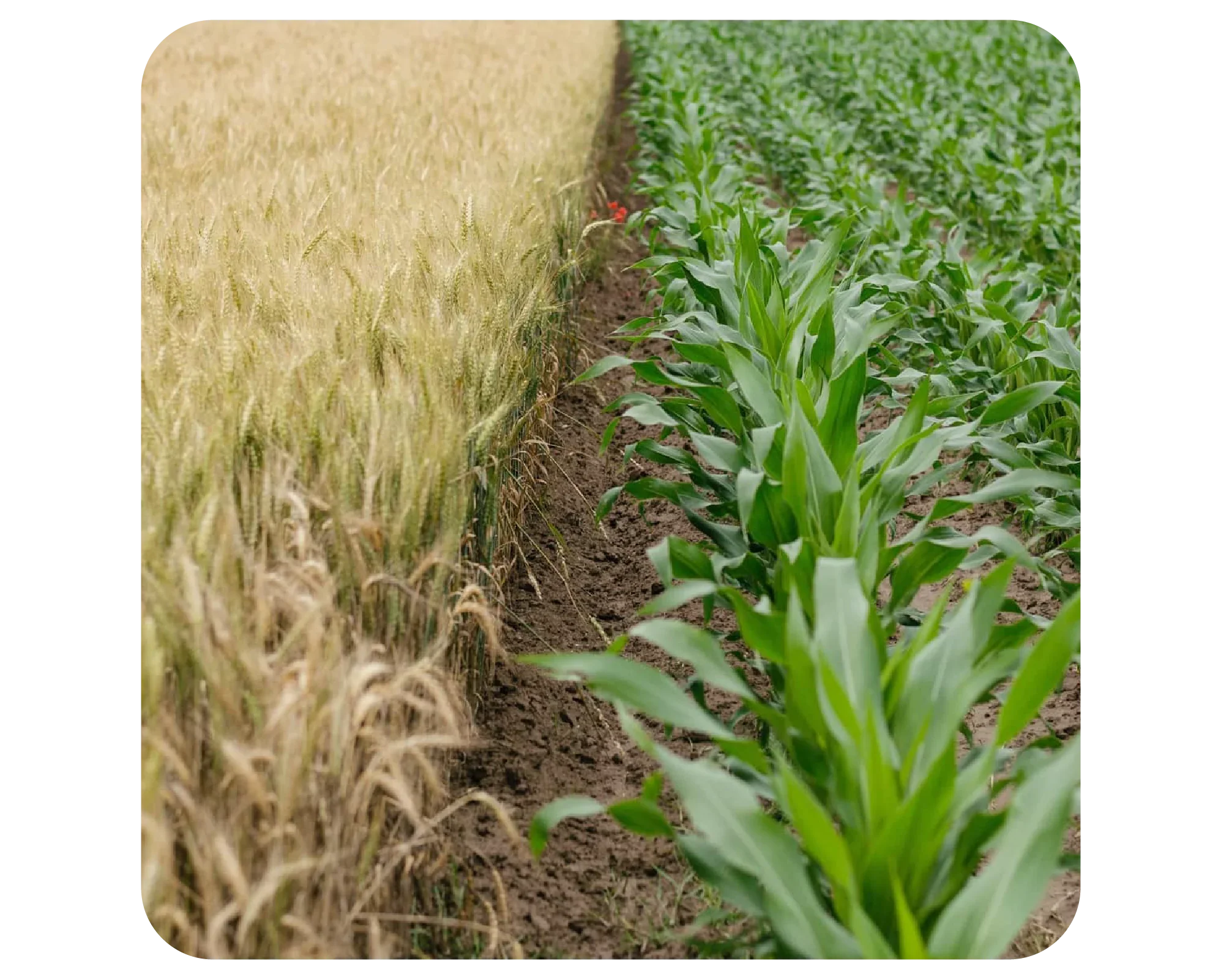 Wheat stubble next to young green corn