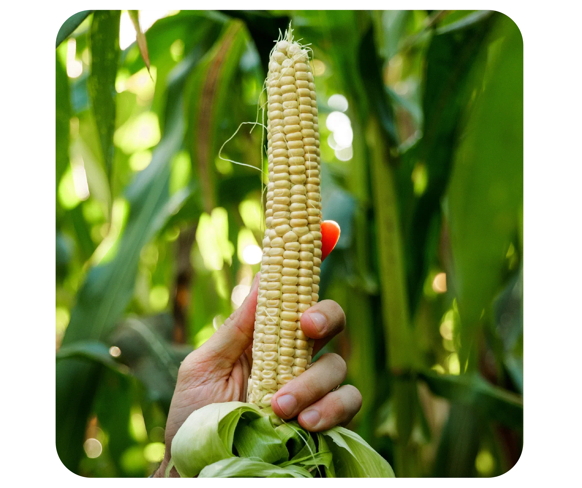 A hand holding a fresh ear of corn