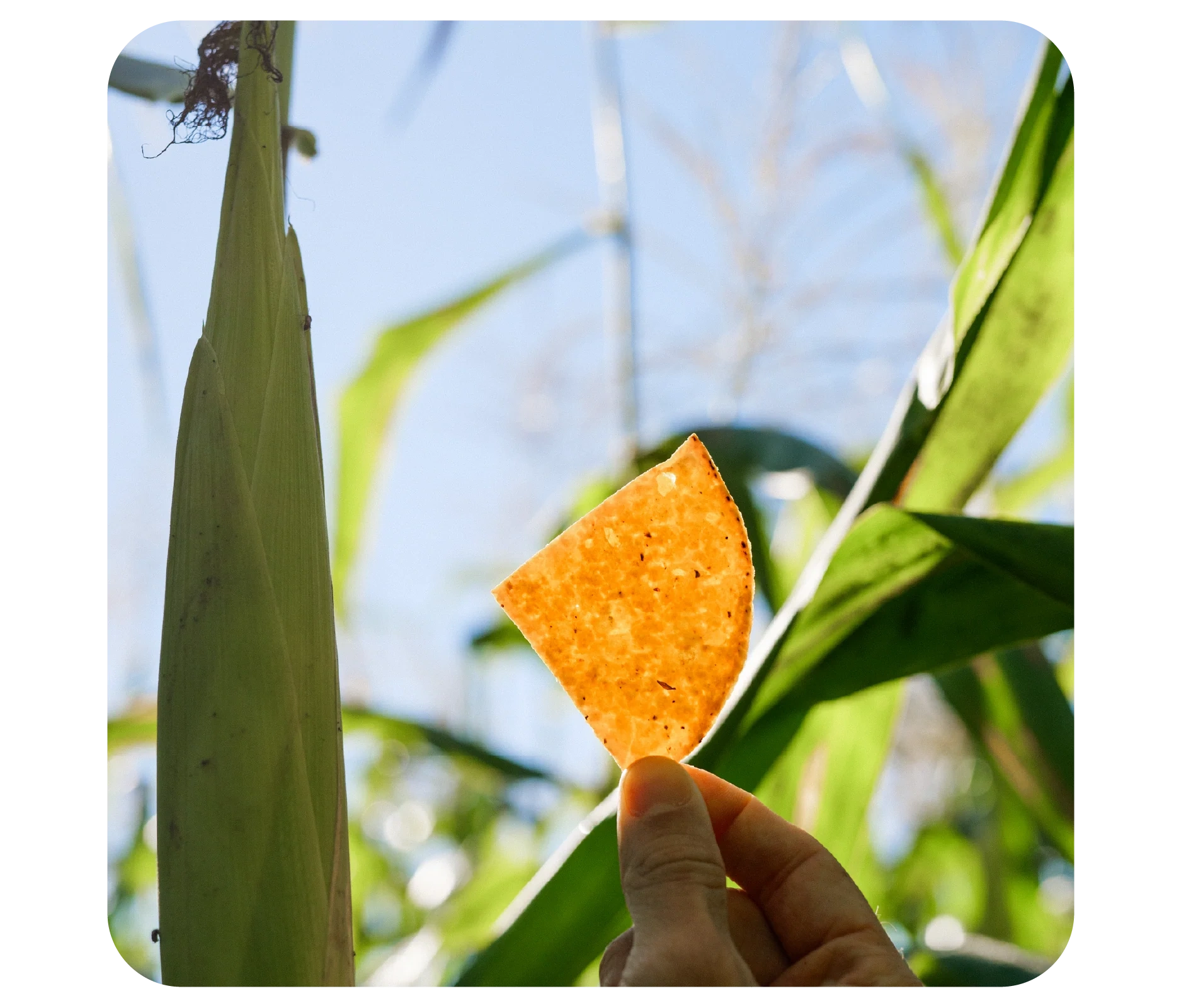 A hand holding a Zack's Mighty chip among green corn leaves